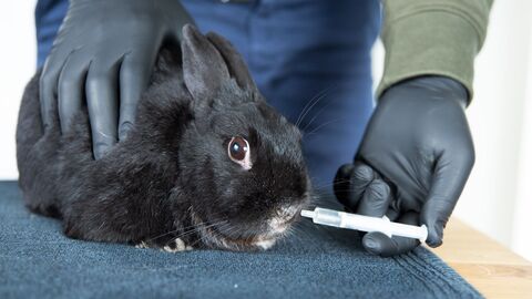 Einem schwarzen Hasen wird mittels Spritze ein Tierarzneimittel verabreicht