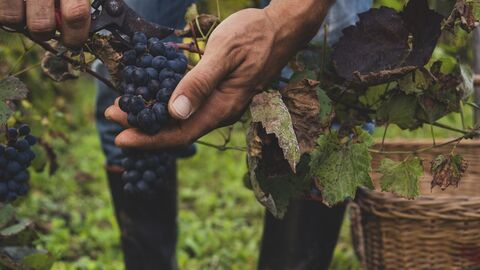 Weinlese Nahaufname von der Weinlese