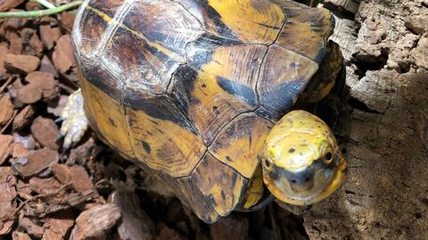 Chinesische Erdschildkröte Eine Chinesische Erdschildkröte