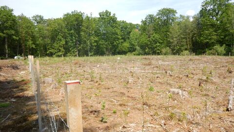 Wiederbewaldung einer Kalamitätsfläche Aufforstung