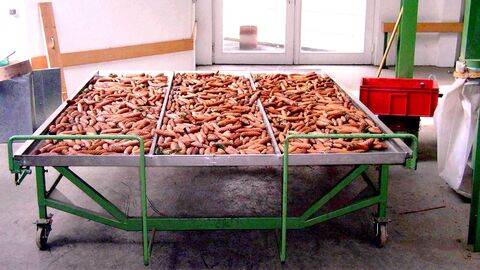 Blick in die Samendarre im Forstamt Hanau-Wolfgang Fichtenzapfen auf einer Bahre