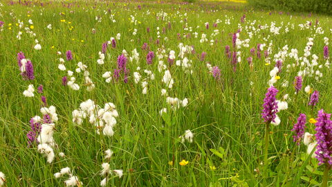 Verschiedene Blumen und Gräser auf einer Wildwiese Eine Wildwiese im Schutzgebiet als Lebensraum für Tiere und Pflanzen