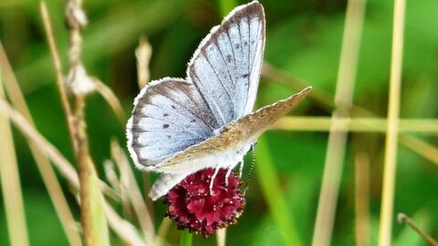 Heller Wiesenknopf-Ameisenbläuling Ein Heller Wiesenknopf-Ameisenbläuling sitzt auf einer Wiesenknopfblüte.