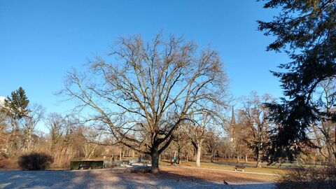 Herrngarten Darmstadt Ein blattloser Baum im herbstlichen Herrngarten