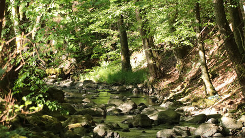Wald und Bach als Teil des Naturschutzgebietes Blick auf einen Bach der zwischen Bäumen hindruch durch ein Schutzgebiet fließt.