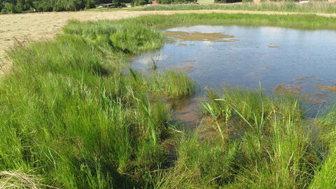Ein Kleingewässer umrandet von Gräsern und einer Agrarlandschaft