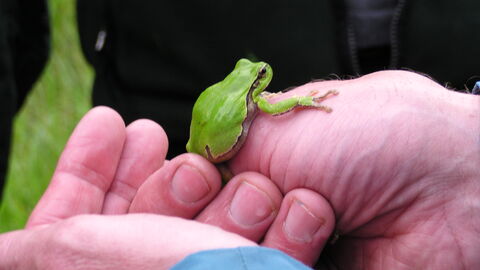 Ein Laubfrosch hautnah Man sieht einen Laubfrosch auf den Händen einer Person.