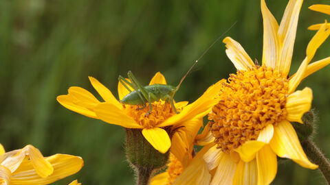 Biologische Vielfalt - Heuschrecke und Arnika Eine Heuschrecke sitzt auf dem Stempel einer Arnikablüte