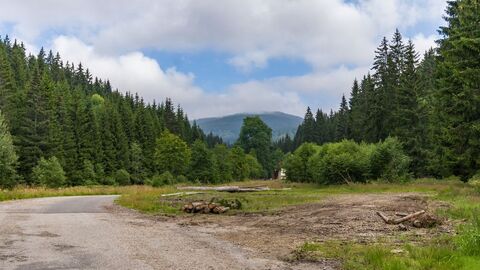 Rodungsfläche im Wald