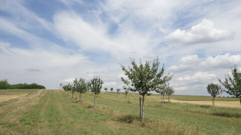 Eine Streuobstwiese mit jungen Obstbäumen