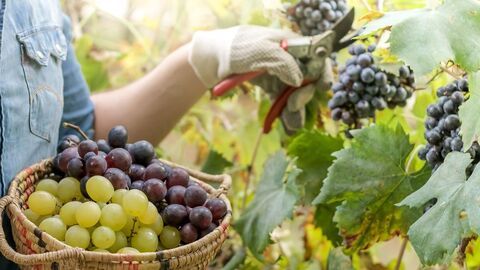 Weinbau Nahaufnahme eines Winzers bei der Traubenlese