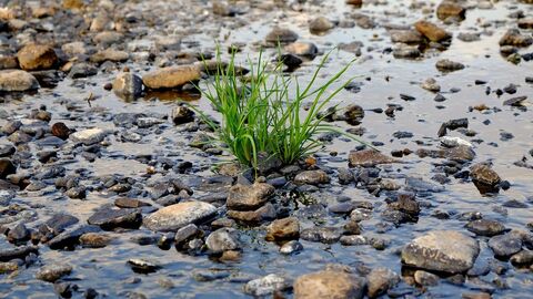 Bachlauf mit grüner Pflanze