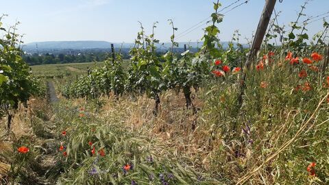 Begrünung Üppige Begrünung zwischen zwei Rebzeilen aus Gräsern, Gerste, Klatschmohn und gewöhnliche Vogel-Wicke