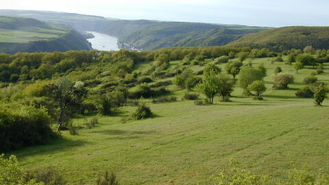 Auf grünen Feldern stehen Bäume. Man sieht im Hintergrund einen Fluss.