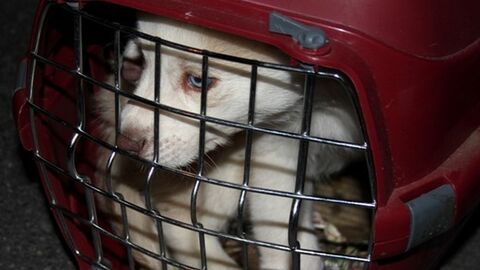 Illegaler Welpenhandel Ein Welpe der sich in einer Tiertransportbox befindet