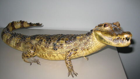 Der Kaiman ist ausgestopft und befindet sich in der Asservatenkammer des Artenschutzdezernates. Das Exponat steht längs auf einem Tisch, der Kopf schaut nach rechts vorne.