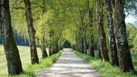 Alleen sind in Hessen gesetzlich geschützt Kiesweg mit einer Allee aus alten Birken
