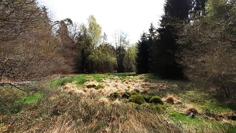 Bäume, die eine moorige Grasfläche umgeben.