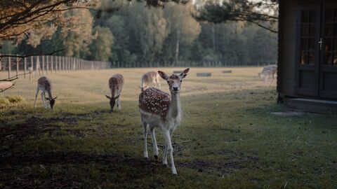 Rehwild in einem Tiergehege. In einer eingezäunten Wiese sind im Hintergrund 4 grasende Junghirsche zu sehen. Im Vordergrund blickt ein einzelnes Tiere direkt auf den Betrachter