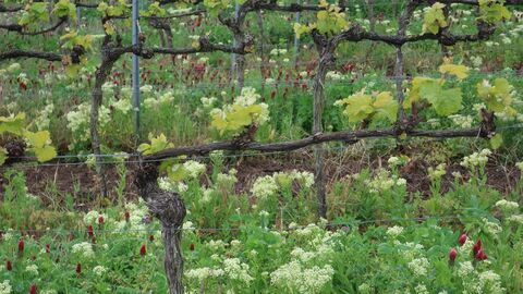 Weinstock mit ersten Blättern und üppiger Begrünung im Hintergrund
