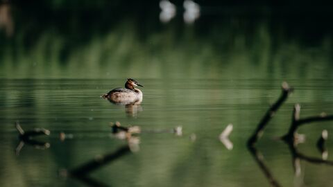 Haubentaucher Vogel See 