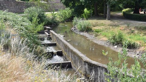 Fischtreppe Gersprenz Dieburg