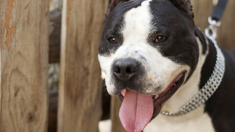 Angeleinter Hund mit ausgestreckter Zunge vor einem Holzzaun