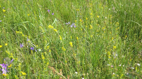Grüne Wiese mit Blumen