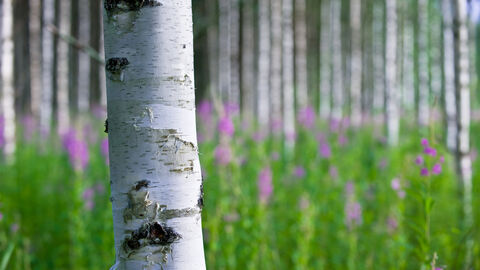 Birkenwald Birken im Wald