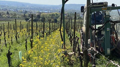 Traktor fährt mit Spezialaufsatz einen Weinberg hoch, im Hintergrund eine Stadt