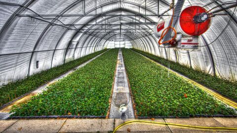 Gewächshaus In einem großen Gewächshaus werden Pflanzen angepflanzt