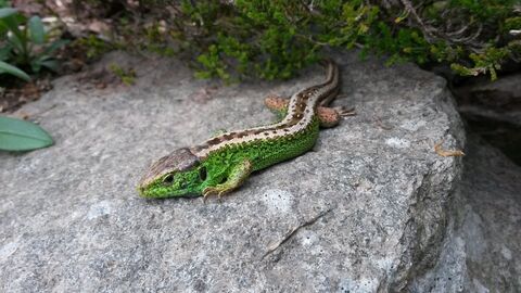Bei der Zauneidechse handelt es sich um eine streng geschützte Art Eine Zauneidechse liegt auf einem Stein