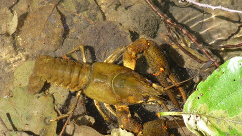 Edelkrebs im Wasser von oben zu sehen