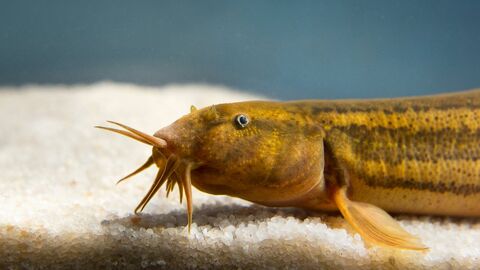 Nahaufnahme eines Schlammpeitzgers 