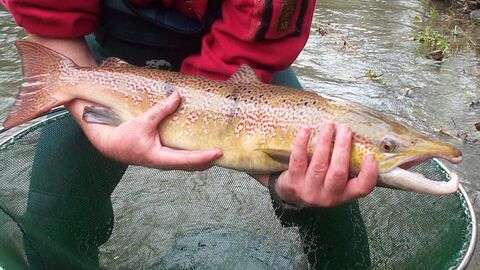 Lachsrückkehrer am 21.11.2002 nachgewiesen