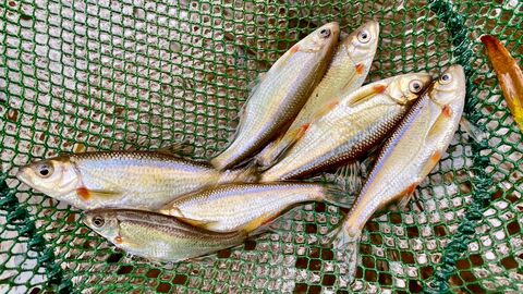 Diverse Schneider, nachgewiesen am 19.11.2021 im Schwarzbach Ts.