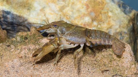 Ein Steinkrebs auf einem Stein