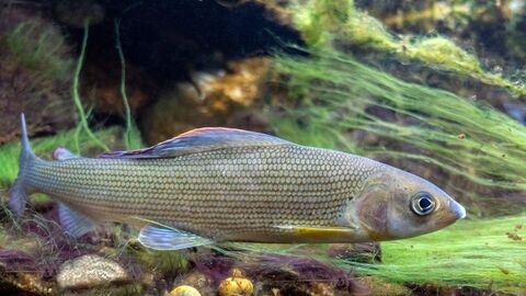 Äsche Seitenbild einer Äsche