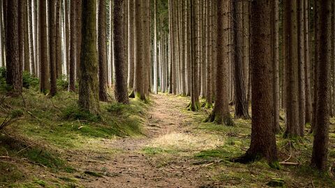 In einem Wald führt ein kleiner Pfad entlang, der von Bäumen umgeben ist