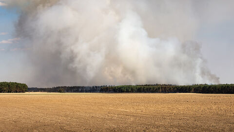 Hinter einem Waldstück steigt Rauch auf