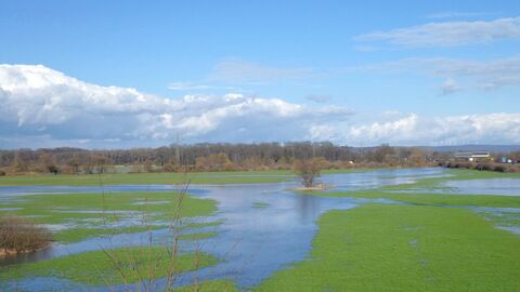 Wiesen mit Wasser drauf