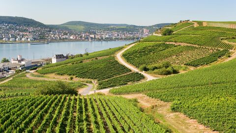 Weinberge über Rüdesheim Weinberge über Rüdesheim