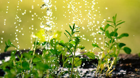 Nahaufnahme eines Beets mit jungen Pflanzen, die gerade gegossen werden