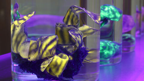 Installation der Ausstellung „Extreme Life“ Organische Gebilde in Wassergläsern, beleuchtet in Violett, Türkis und Gelb