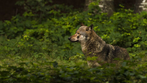 Wölfe (Symbolbild) Ein Wolf taucht aus dem Dickicht eines Waldes auf