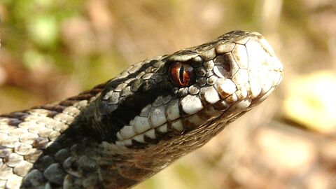 Kreuzotter Der Kopf einer Schlange schaut von links kommend ins Bild hinein.