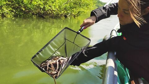 Eine Frau steht am Rand eines Bootes und hält einen Kescher in der Hand. Aus diesem lässt sie kleine Aale in einen Fluss gleiten.