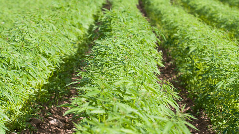 Anbau von Cannabis (Symbolbild) Reihen von Grünpflanzen auf einem Feld