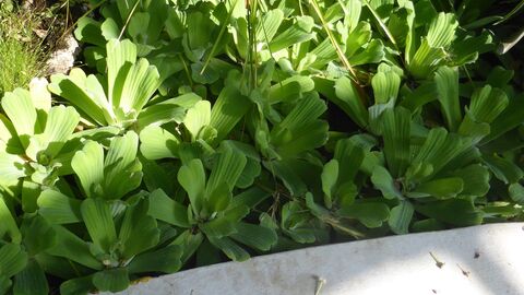 Grünwuchs in Wasser