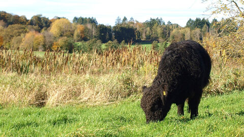 Rind mit dichtem Fell frisst Gras auf einer Weide